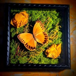8x8 Black shadow box with real butterfly, moss and flowers